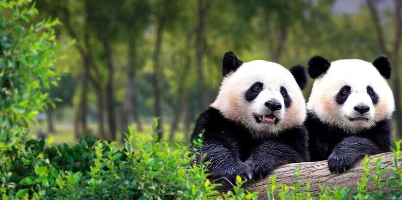 Beijing: Panda House w/Great Wall or City Sites Private Tour - Option 2: Tian’anmen Square plus Forbidden City fast-track access
