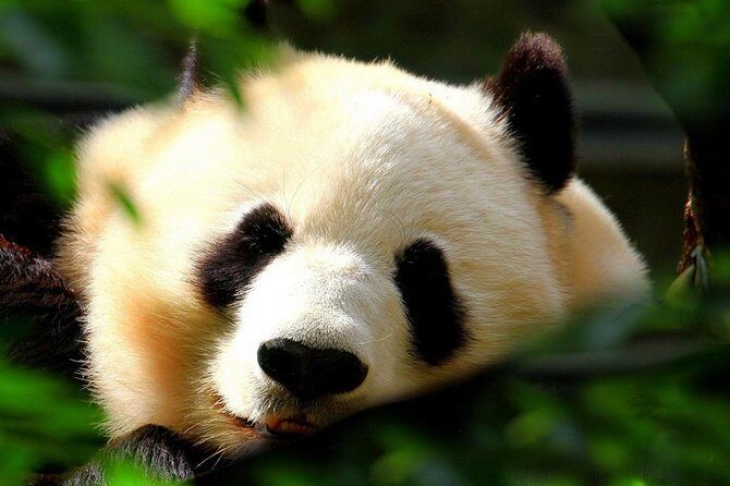 Beijing Private Tour:Mutianyu/Badaling Great Wall and Panda House - Picking Mutianyu vs Badaling: which Wall feels right